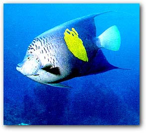 \includegraphics[ scale=0.4]{angelfish.ps}
